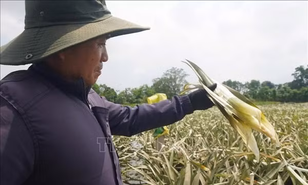 Thanh Hóa: Mưa lớn gây thiệt hại 7.800 ha cây trồng