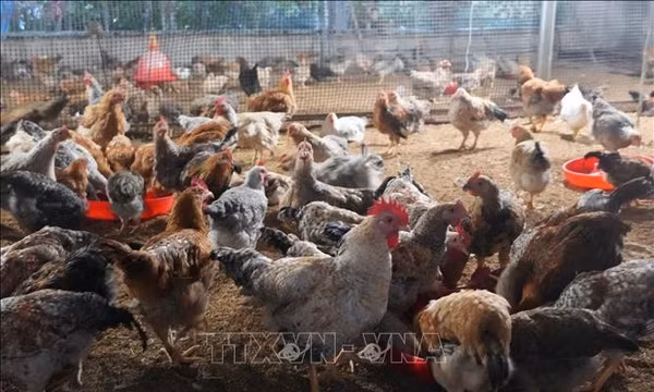 Bảo tồn nguồn gen, mở rộng chăn nuôi gà sáu ngón Mẫu Sơn