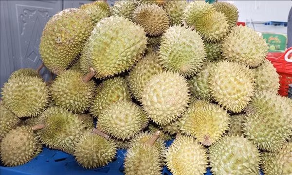 Đồng Tháp khai thác tiềm năng cây ăn trái bền vững
