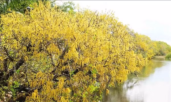 Rừng ngập mặn Rú Chá vào Thu đẹp nhất trong năm
