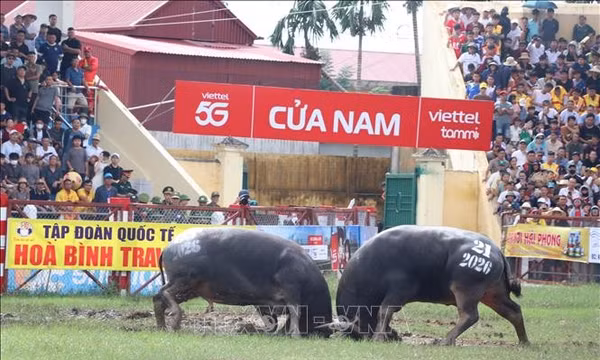 Bảo tồn và phát huy giá trị lễ hội chọi trâu Đồ Sơn 2026