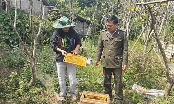Gây dựng sinh kế xanh dưới tán rừng Hoàng Liên