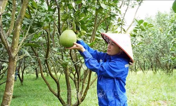 Miền núi Hà Tĩnh chuyển mình từ những mô hình kinh tế hiệu quả