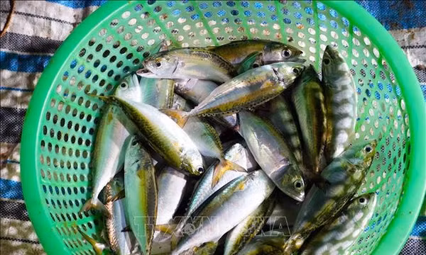 Ngư dân Cổ Đạm liên tiếp trúng mùa cá bạc má