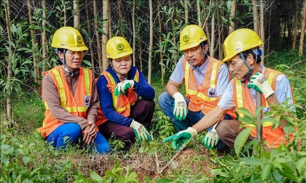 Mở hướng mới phát triển lâm nghiệp gắn sinh kế của người dân