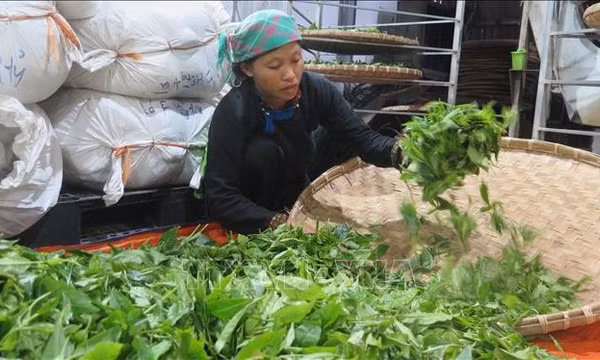 Nông nghiệp '3 không' giúp kinh tế vùng cao đổi thay