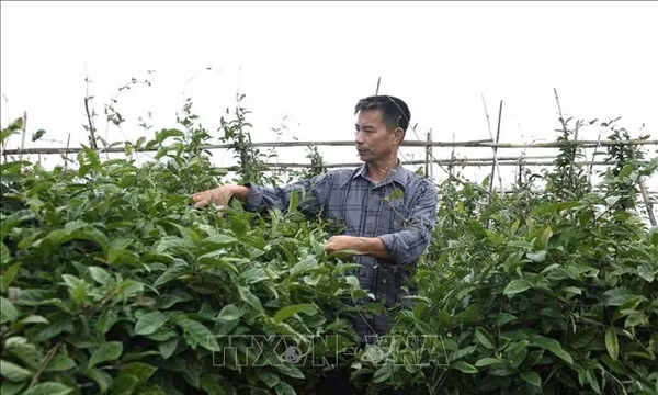 Hình thành các vùng dược liệu gắn với chế biến và xây dựng thương hiệu