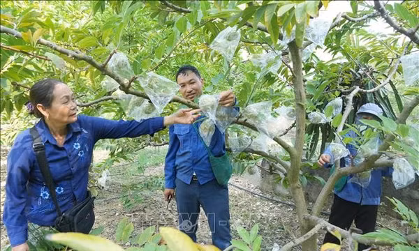 Nông dân Chi Lăng trúng lớn nhờ na trái vụ