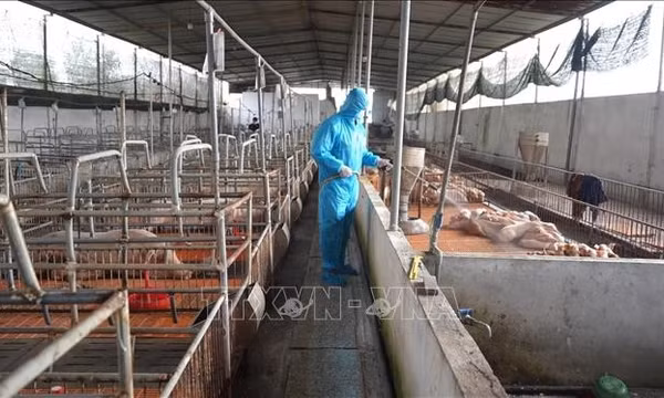 Tây Ninh: Khẩn trương khống chế dịch tả lợn châu Phi tại xã Bình Đức