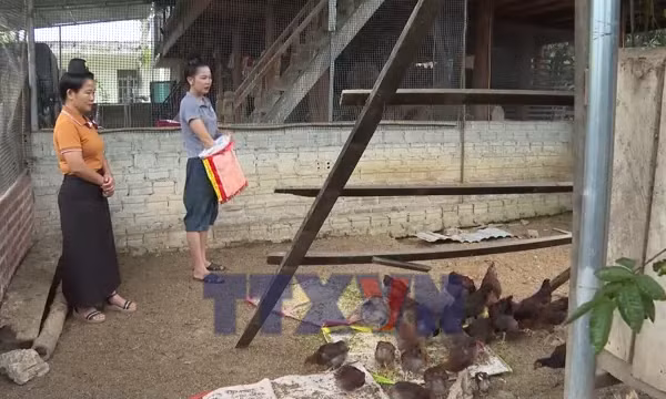 Đa dạng sinh kế, nâng cao thu nhập cho người dân vùng cao