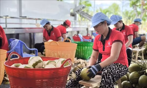 Chuỗi giá trị từ cây dừa hút hàng chục nghìn lao động nông thôn