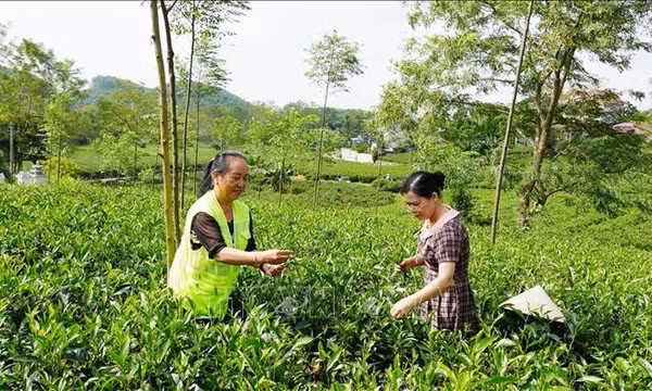 Thái Nguyên phát triển thương hiệu chè theo hướng tích hợp đa giá trị