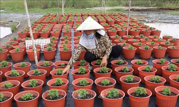 Đồng Tháp xuống giống hơn 1.400 ha hoa kiểng phục vụ Tết Nguyên đán 2027
