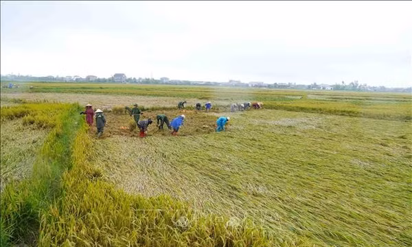 Xuống đồng giúp dân cứu lúa sau đợt mưa lớn