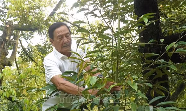 Trí tuệ, bản lĩnh của lão nông làm giàu từ sầu riêng đất Tây Đô