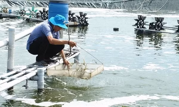 Lão nông miền biển tay trắng vươn lên thành tỷ phú nuôi tôm