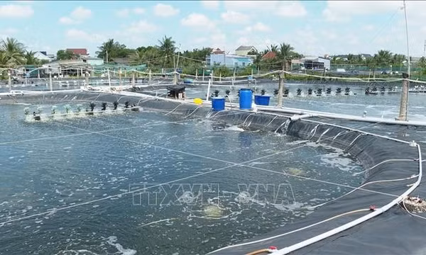 Hiệu quả nuôi tôm quảng canh cải tiến bằng mô hình 2 giai đoạn tại Cà Mau