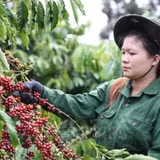 Hỗ trợ pháp lý để giúp đưa đặc sản vùng cao vào chuỗi giá trị xuất khẩu