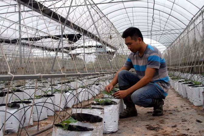 Nông dân sản xuất nông sản sạch ảnh 1