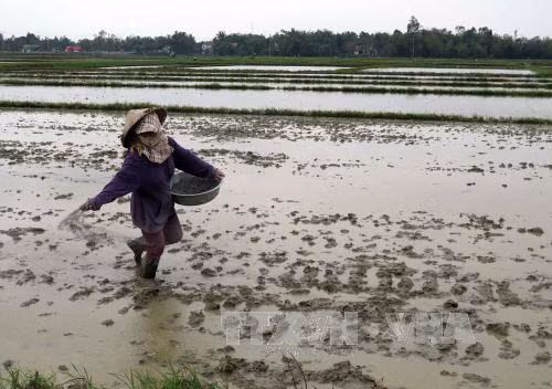 Tập trung khôi phục sản xuất sau mưa lũ ảnh 1
