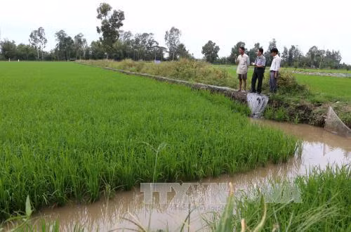 Mưa dầm gây thiệt hại nhiều diện tích lúa Đông Xuân ảnh 1