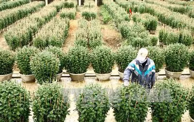 Làng hoa Tết nơm nớp ngóng "ông trời" ảnh 1