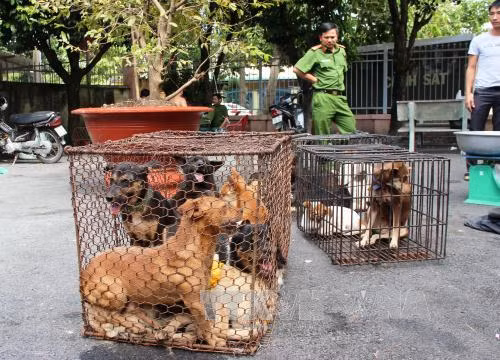Bắt đường dây trộm 47 con chó trong đêm ảnh 2