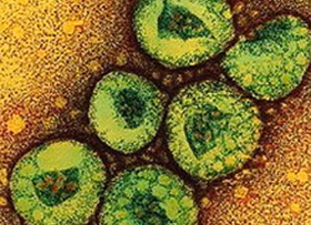 Việt Nam chưa phát hiện virus gây bệnh giống SARS ảnh 1