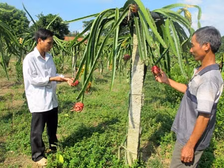 Đưa giống thanh long ruột đỏ về vùng đất núi ảnh 1