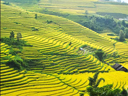 Lên Sa Pa ngắm ruộng bậc thang mùa lúa chín ảnh 1