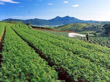 Rau và hoa Đà Lạt tăng giá mạnh ảnh 1