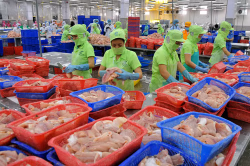 Cá tra Việt Nam đối mặt nhiều khó khăn ảnh 1