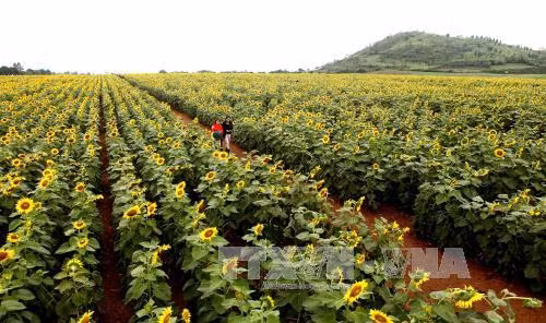Hàng ngàn du khách đổ về cánh đồng hoa hướng dương ảnh 6
