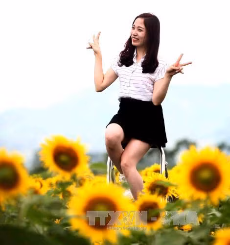 Hàng ngàn du khách đổ về cánh đồng hoa hướng dương ảnh 9