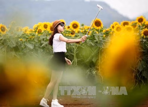 Hàng ngàn du khách đổ về cánh đồng hoa hướng dương ảnh 11