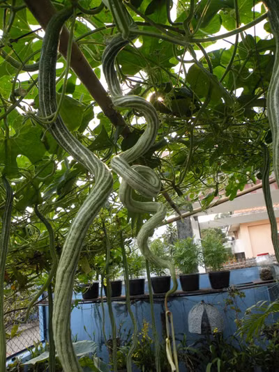 Ngọt lịm canh mướp rắn ảnh 1