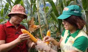 Lo ngại cây biến đổi gien dần được gỡ bỏ 