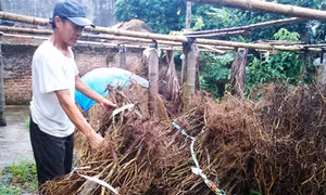 Cách chức Chủ tịch, Phó Chủ tịch xã sai phạm 'cánh đồng mẫu lớn'