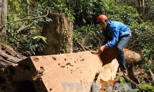 Phóng viên không tiếp cận được hiện trường vụ phá rừng lớn ở Gia Lai