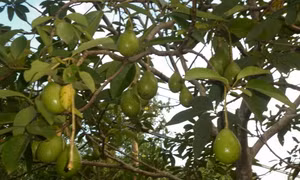 Mùa bơ quê tôi
