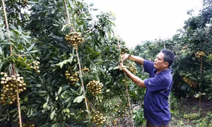 Hưng Yên