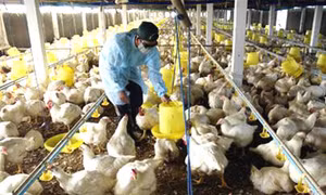Tăng cường phòng, chống cúm A(H5N6)