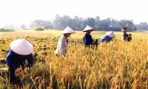 Cơm mới…