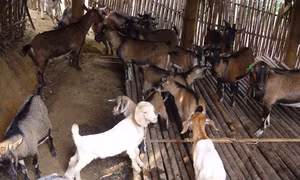 Nuôi dê nhốt chuồng cho hiệu quả kinh tế cao