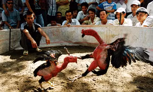 nghệ an