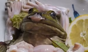 Rợn người món sashimi 'ếch còn giãy' ở Nhật