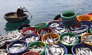 Nuôi hải sản trên biển đang là lợi thế 