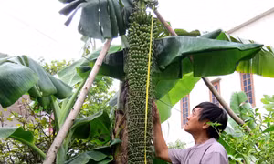 Cây chuối lạ 200 nải ở Quảng Bình