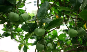 Quảng Ngãi
