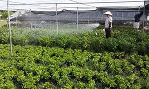 Nông dân Xuân Quan được dạy nghề